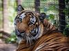 Цирк в пловдивския общински съвет: Гласуваха 17 000 лв. за клетка на тигър в зоопарка