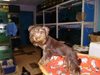 Пращат на ГКПП-та снимки на скъпи кучета, откраднати в Бургас, вижте ги
