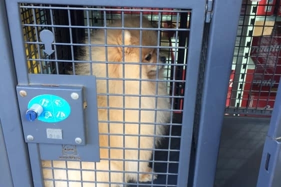 Собственик на куче го затвори в клетка за багаж в хранителен магазин