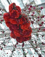 Хиляди избухвания от цветя и романтични гълъби създават любовна атмосфера преди киномаратона за Свети Валентин във Варна.