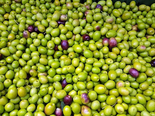 Очаква се само Гърция да увеличи производството си на маслини. СНИМКА: Пиксабей