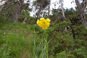 Регистрираха ново находище на застрашеното цвете Родопски крем край Лъки