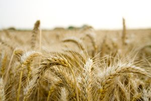 Украйна изнася над 42,91 милиона тона зърнени култури