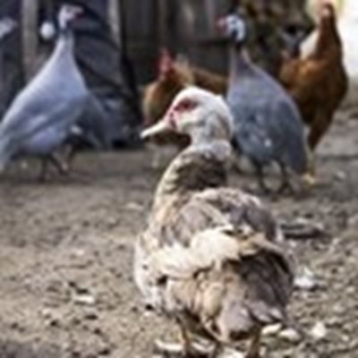 Унищожават патиците с птичи грип във фермата в хасковското село Жълти бряг