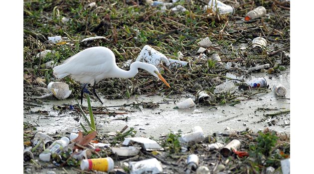 Птица се разхожда на морски бряг, засипан с пластмасови отпадъци. Нов ензим дава надежди, че ще бъде намерен бърз начин за разграждането им.
