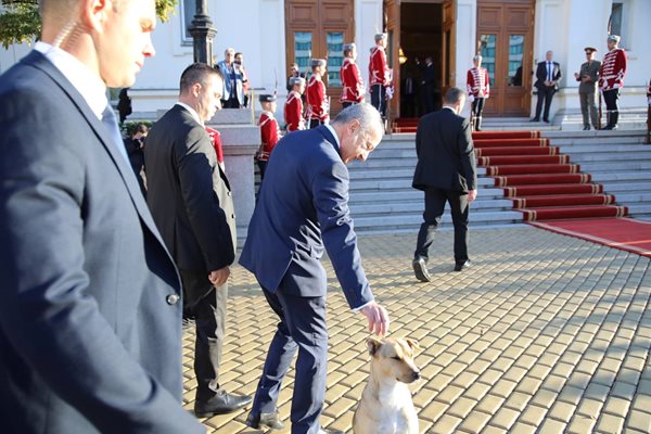 Премиерът Гълъб Донев дори погали кученцето преди да влезе в парламента