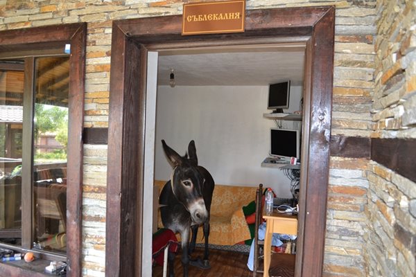 Високите температури в неделя накараха магарето Спиро да потърси прохлада в съблекалнята на жокеите на конна база в Кирковско.