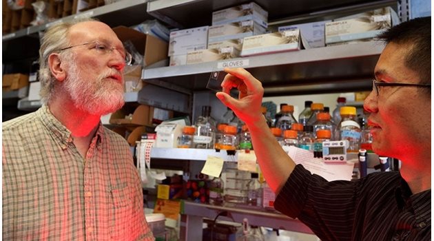 Учените от Станфорд, ръководени от проф. Джеймс Ферел (вляво), са провеждали експерименти с яйца на жаби, за да установят скоростта на разпространение на клетъчната смърт.  СНИМКА: ТУИТЪР