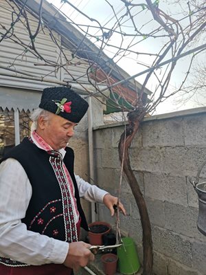 Зарязаха лозите в русенско село за здраве и берекет Снимка: Общински Съвет Русе