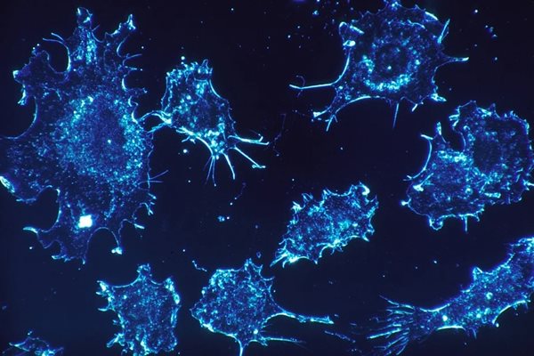 Ракови клетки Снимка: Пиксабей
