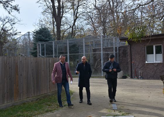 Кметът Костадин Димитров, заместникът му по екология Иван Стоянов и шефът на Зооветеринарния комплекс Георги Божев крачат из затворения зоопарк, където има няколко маймуни.