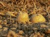 Експеримент: Китайци засаждат семена от картофи, които са били в космоса