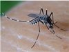 От утре стартира първата обработка срещу ларви на комари в Пловдив, съобщи шефката на „Дезинфекциозна станция“ Деспина Гърова. Със специален препарат ще бъде извършено пръскане по бреговете на река Марица. Това били биотопите, където се въдят комарите. Обработката щяла да се извършва след експертно становище на биолози.