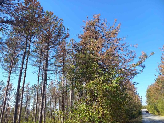 Болните дървета трябва да бъдат отсечени, за да не заразяват, казват експертите по лесозащита.
Снимка: СЦДП - Габрово