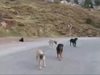 Турци хвърлят кучета в зловеща долина