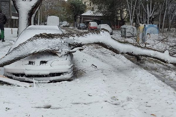 Десетки са сигналите за паднали дървета в Добрич. Снимки: Авторът