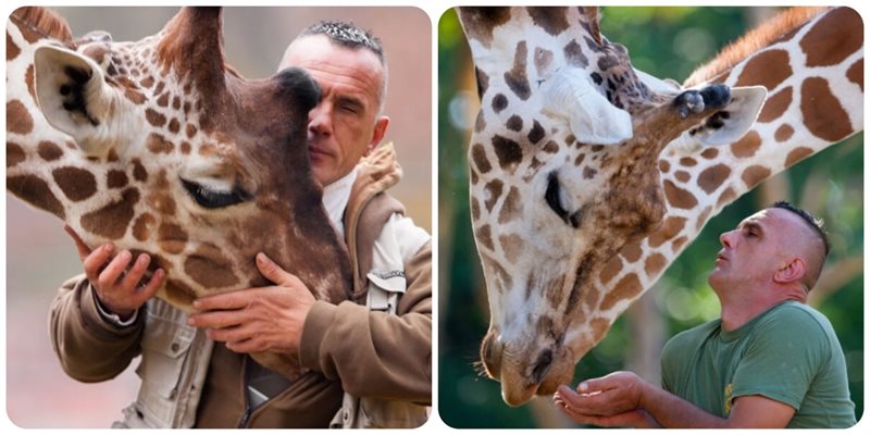 ТРАГЕДИЯ! Жирафът и Ристе, който се грижеше за него, починаха в един ден в зоопарка в Скопие