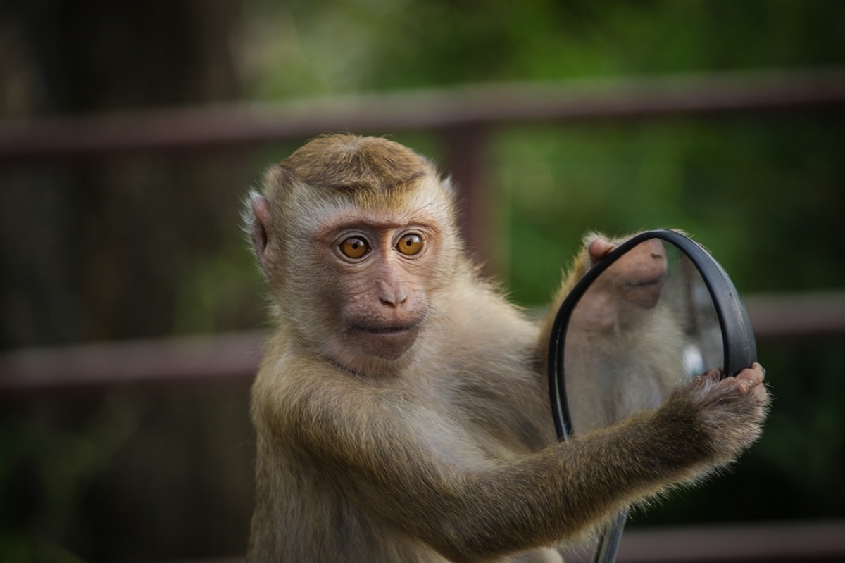 Полицията вече ще преследва маймуни, създаващи проблеми в Тайланд