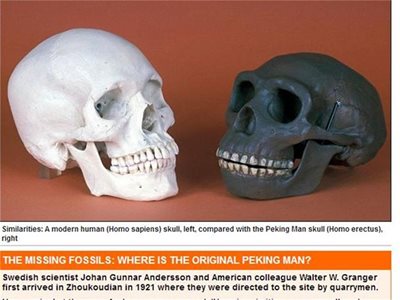 Сравнение на череп на съвременен човек (вляво) с череп на Homo erectus. Снимка: Архив
