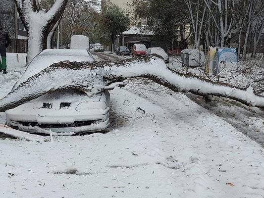 Десетки са сигналите за паднали дървета в Добрич. Снимки: Авторът