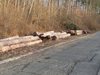 
Огромно количество изсечени дървета са струпани край пътя от Босна за село Визица, вижда се, че се работи навътре в гората и сечта продължава, това не е нормална ситуация, алармира читател на 