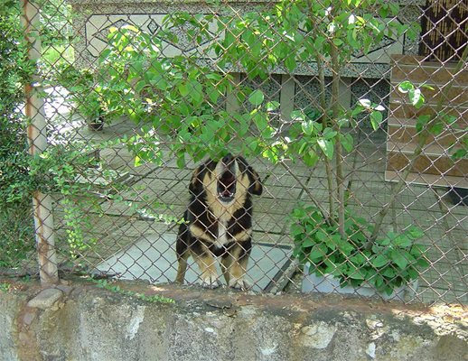 В двора на Райчо Иванов в Тополово има още едно куче. 
СНИМКА: НАТАША МАНЕВА