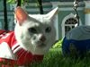 Руската котка Ахил ще предсказва резултатите на световното по футбол (Снимки)