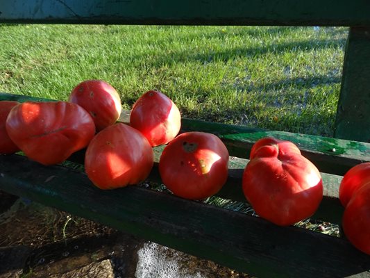 Кметските домати са вкусни, едри и без грам тор.