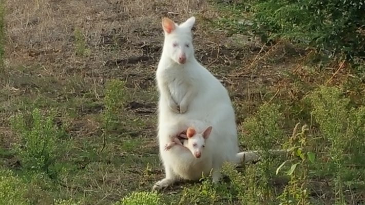 Малкото кенгуру все още се крие в торбичката на майка си.