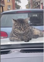 Котката, която се качи на капака на колата на Орлин Павлов.