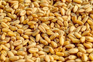 Леко повишение на цените на основните зърнени стоки на световните борси през седмицата