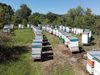 20 лв. ще стигне буркан с български мед, пчелните семейства масово измират