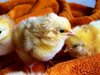 Учени: Пилетата са "интелигентни" и "развити"