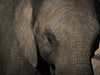 Слон уби дресьор в увеселителен парк в Западна Япония