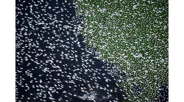 Хиляди мигриращи птици, Калифорния