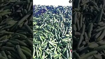 Оранжерийни краставици изхвърлят в Русия заради недостиг на работна ръка
