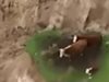 Три крави блокирани на островче след земетресението в Нова Зеландия (видео)