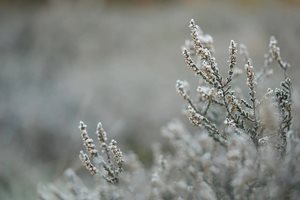 Сняг в цяла Сърбия, без ток са 10 хил. души