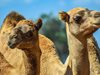 Абу Даби създава полицейски патрули с камили