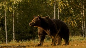 Тренто узакони убиването на 8 мечки годишно в провинцията си