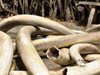 Китай залови един тон бивни от мамути, внесени от Русия