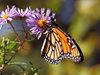 Пеперудите монарх са застрашени от повишените нива на въглероден двуокис