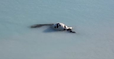 Труп на крава плува в замърсените води на Варненското езеро (Видео с дрон)