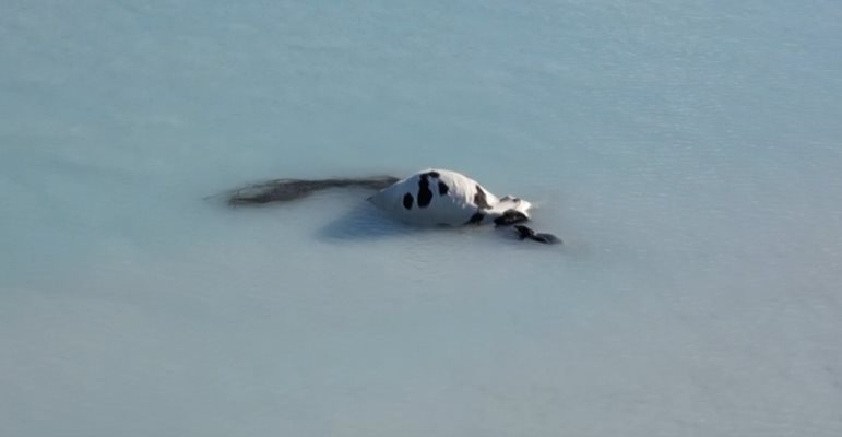Труп на крава плува в замърсените води на Варненското езеро