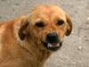 Кучета нахапаха 81-годишна край Силистра, жената е в болница