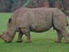 Отстреляха 20 индийци, за да спасят популацията от носорози