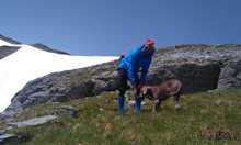 Денали - единственото куче алпинист на Балканите