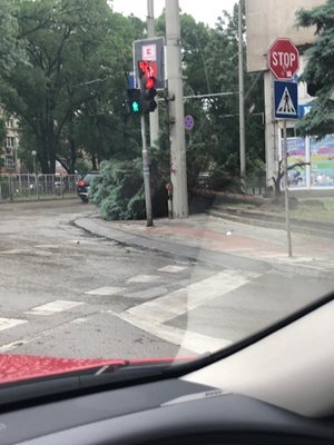 Изкоренено дърво на кръстовище в Русе след бурята.
