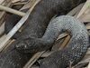 17 вида змии в  България, само 5 са отровни