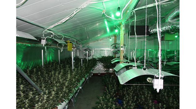 Оранжерия за марихуана, прикрита с копачки за биткойни разкриха край Пазарджик